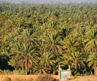Draa Valley oases