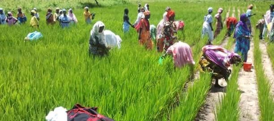 agriculture in Senegal